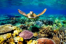 Great Barrier Reef - A must place to visit